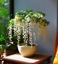 167pcs Seeds,Jasmine Plant