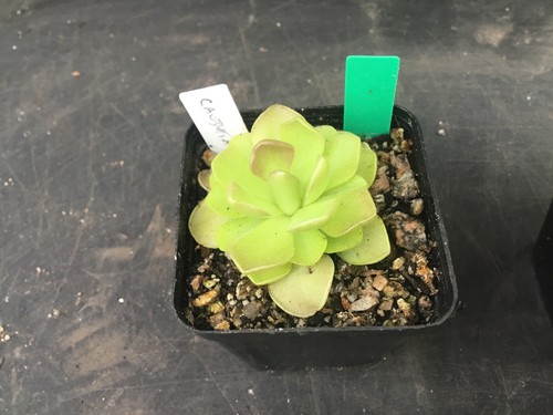 Pinguicula caudata balint - caudata,