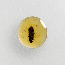 Burmese Amber Fossil: Large Beetle Inclusion, 99 Million Years Old