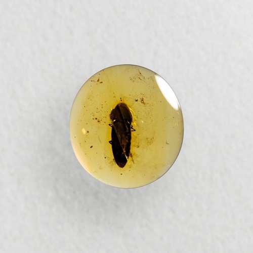 Burmese amber fossil large - burmese,