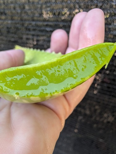 Fresh cut aloe vera - cut, plant