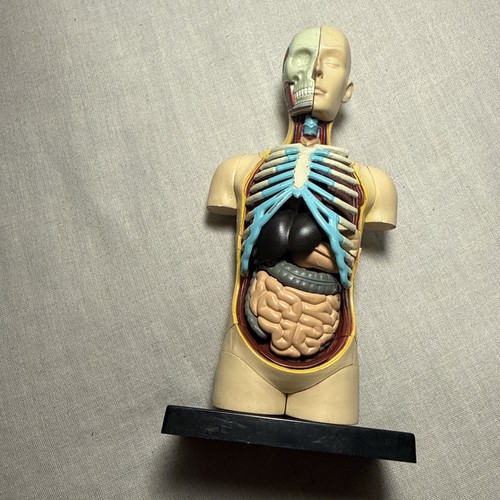Human anatomy torso - anatomy, model