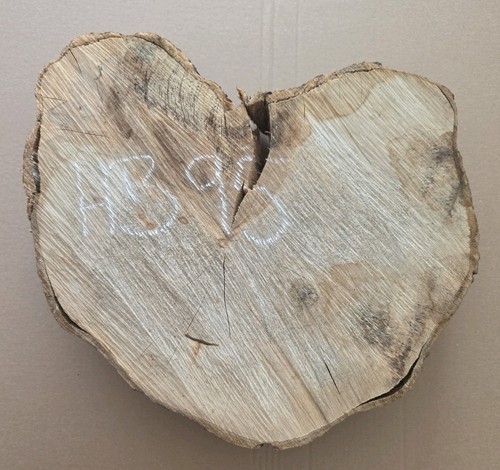 Old hornbeam burr burl - old,