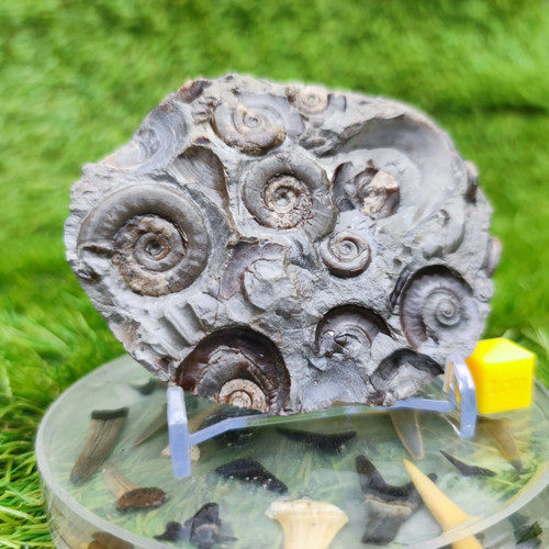 Psiloceras ammonite rare multi