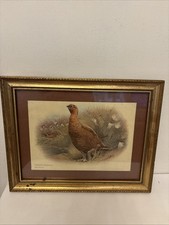 Red Grouse (Lagopus Scoticus) Vintage Bird Picture Gold Framed Old Print c1930