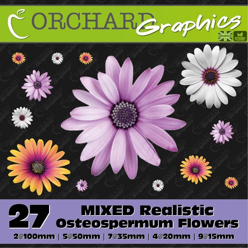 Osteospermum gerbera daisy - gerbera,