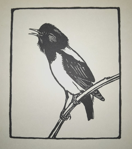 Starling peter scott bird - starling,