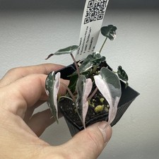 X2 Alocasia Bambino Pink