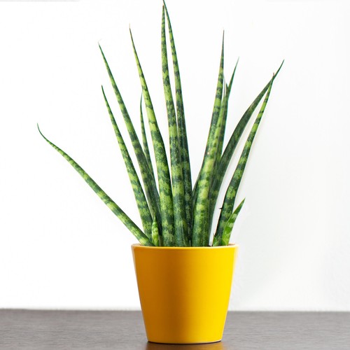 Sansevieria cyclindrica - sansevieria,