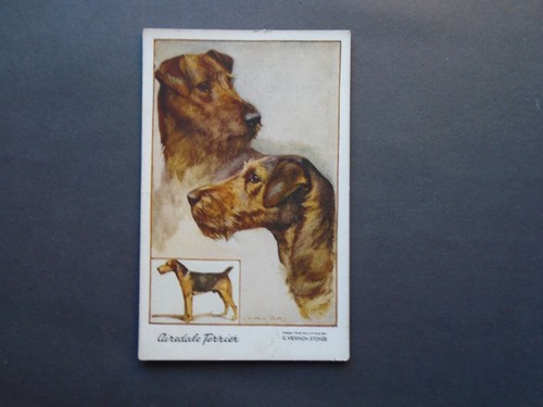 Airedale terrier vernon - airedale, by