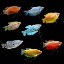 4-Pack Assorted Gourami Live