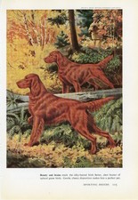 IRISH SETTER OLD 1958 DOG ART PRINT by Artist WALTER A WEBER