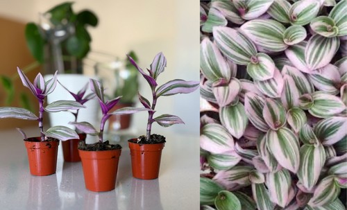 Inch plant with inner - with,