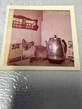 Siamese Cat Lying on Table