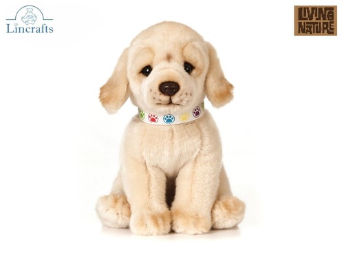 Golden labrador sitting - golden,