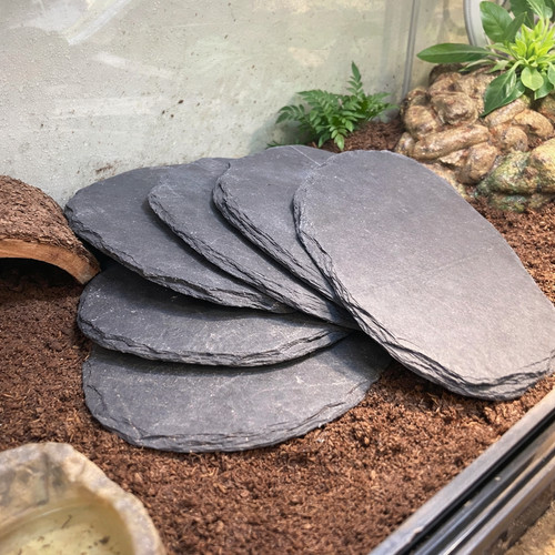 Six reptile basking - reptile, pads
