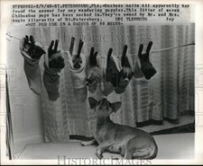 1965 Press Photo Seven