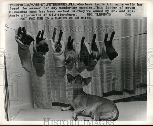 1965 press photo seven - press,