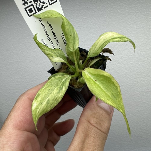 Philodendron gloriosum - philodendron,