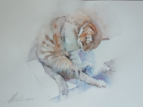 Cat animal watercolor - , animal,