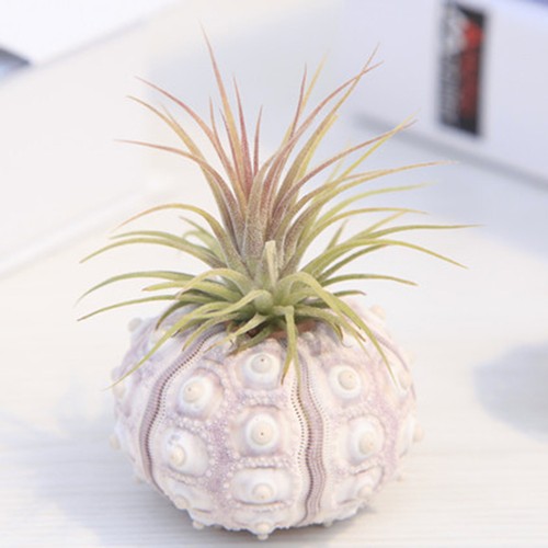 Natural ceramics flower - natural,