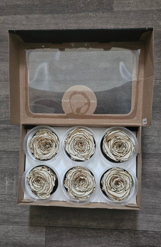 Preserved roses zebra - xl,