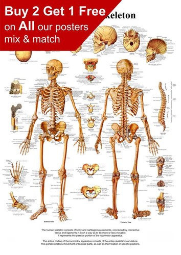 Human skeleton bone - skeleton, chart
