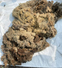 Whole Pedigree Ryeland Silver-Brindle Fleece, Raw Virgin Wool, 6.18 lbs