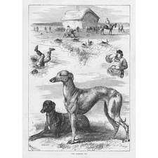 COURSING The Waterloo Cup - Antique Print 1883