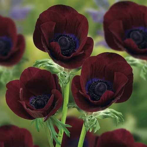 Anemone coronaria bordeaux - anemone,