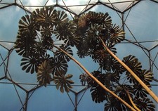 EDEN PROJECT  SNAKEWOOD TREE POSTCARD  GOOD VERY GOOD