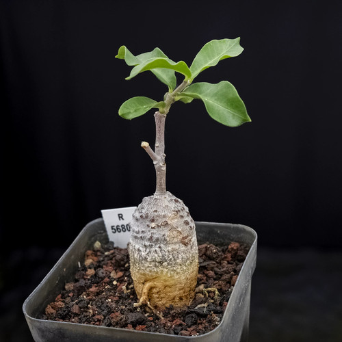 1piece 3cm seedgrowth - 2-3cm,