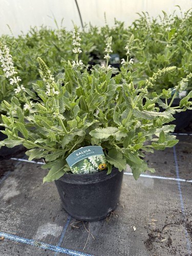Salvia lyrical white hardy - salvia,