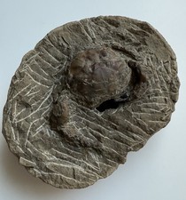 Rare Fossilized Fossil Crab