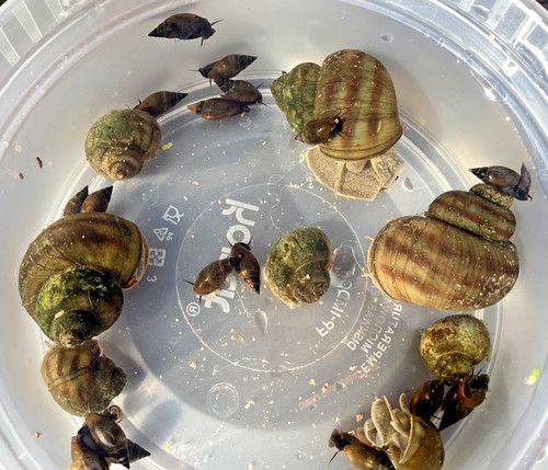 Wild pond snail - pond, brown