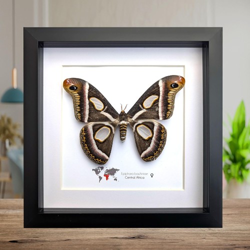 Framed african atlas moth