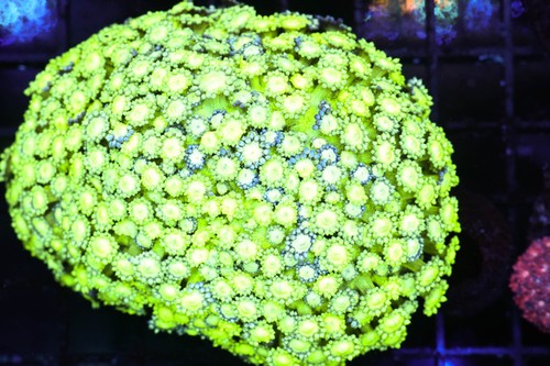 Green goniopora coral - goniopora, colony
