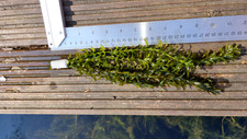 50 x Elodea Densa Oxygenating