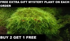 BUY 2 GET 1 FREE Live Aquarium