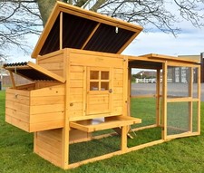 Large chicken hen - hen, house