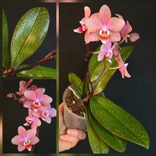 Phalaenopsis Aromio Pink