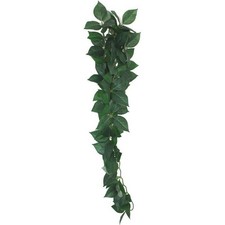 Komodo Reptile Hanging Plant