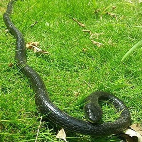 Fake realistic snake lifelike - fake,