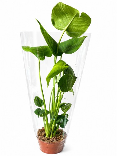 Large monstera deliciosa 12cm - large,