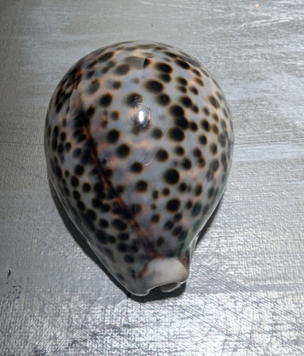 Large tiger cowrie - tiger, shell