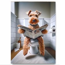 Lakeland Terrier on Toilet