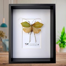 Framed giant leaf - katydid,