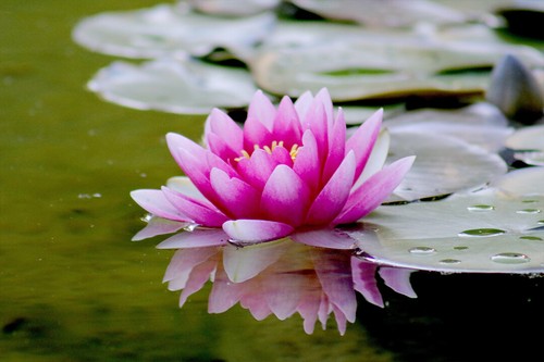 Floating blossom pink lotus - pink,