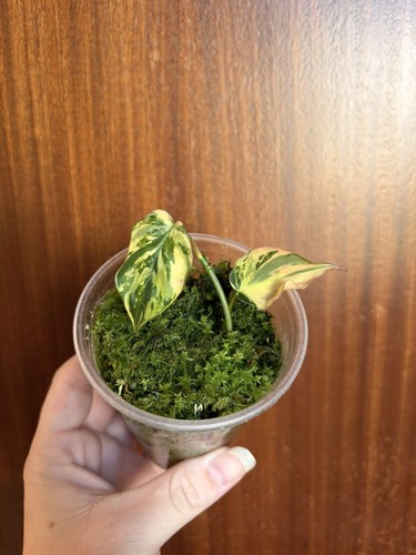 Philodendron micans variegated - philodendron,