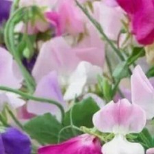 6x Sweet Pea Plug Plants Mix Pack - Annual - Packed in Large Letterbox
